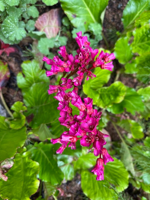 Bergenia Cordifolia in my garden. It blooms its brilliant hot pink in late May but this year in early June Bergenia Cordifolia in my garden. It blooms its brilliant hot pink in late May but this year in early June